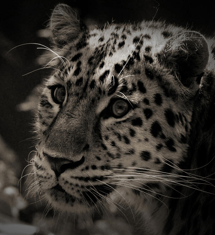 Cat Photograph - Amur Leopard #5 by Martin Newman