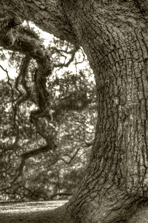 Tree Photograph - Angel Oak Live Oak Tree #5 by Dustin K Ryan