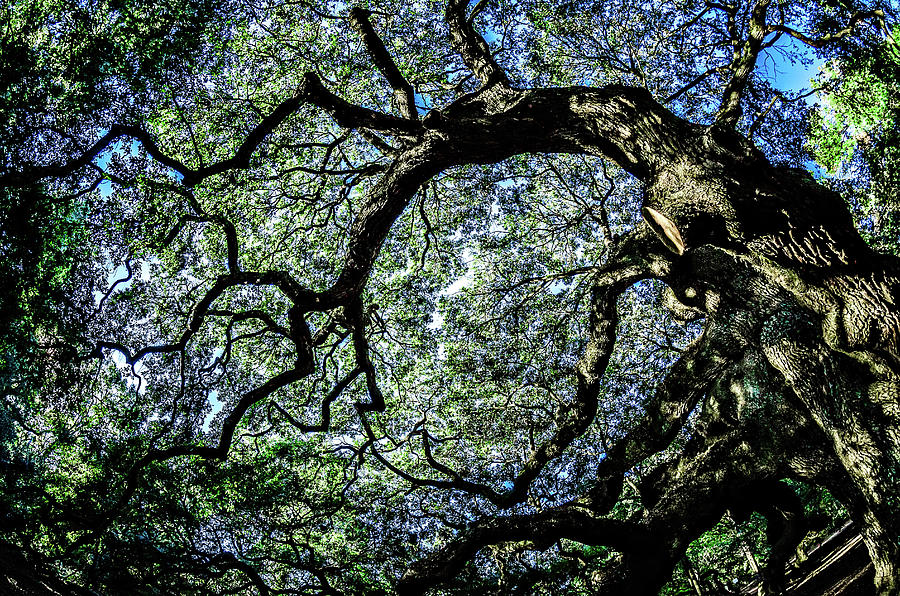 Angel Oak Tree on Johns Island South Carolina #5 Photograph by Alex Grichenko