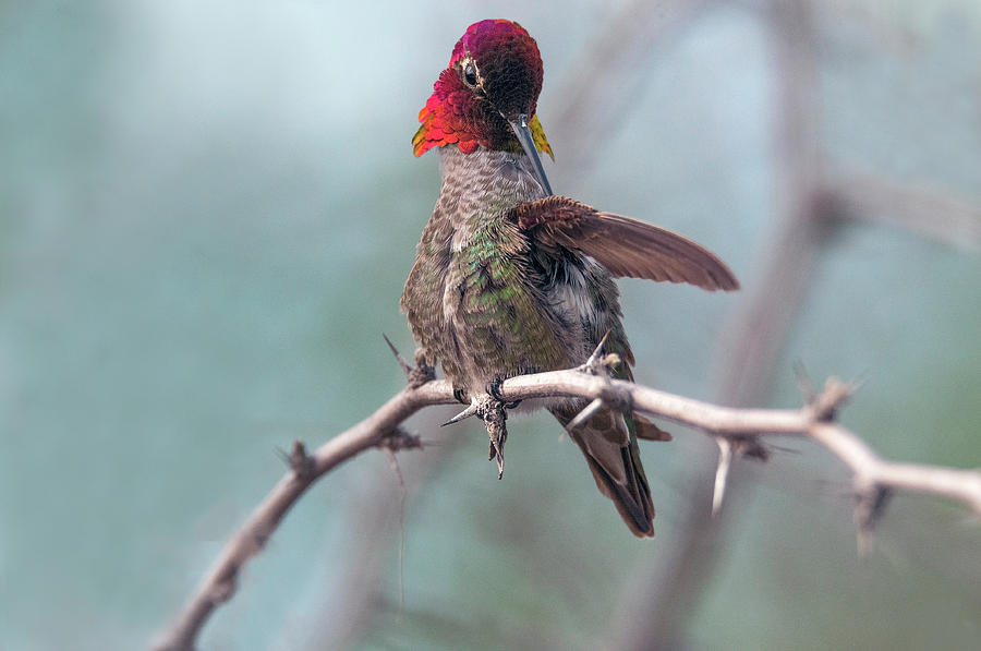 Annas Hummingbird #6 Photograph by Tam Ryan