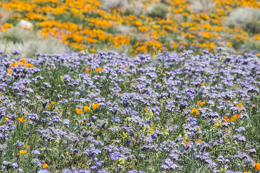Antelope Valley Poppy Reserve #5 Photograph by Beth Taylor