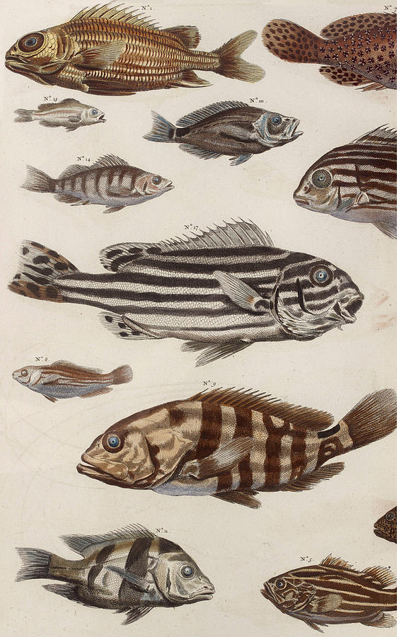 Aquatic Animals - Seafood - Scale - Fish - Fins Drawing by ArtBeOk Com -  Fine Art America