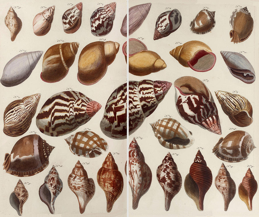 Aquatic Animals - Seafood - Shells - Snails - Mussels Drawing by ArtBeOk  Com - Fine Art America