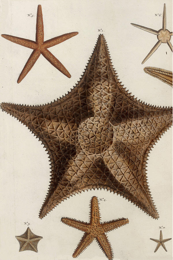 Aquatic Animals - Seafood - Starfish - Sponge - Coral - Sea Drawing by  ArtBeOk Com - Fine Art America
