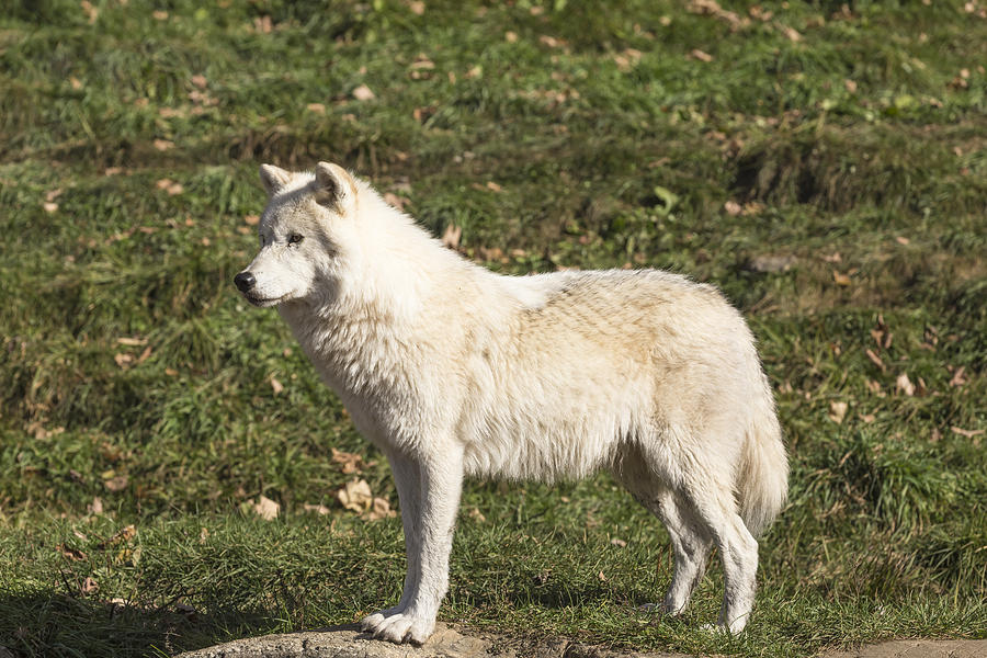 Arctic Wolf #5 Photograph by Josef Pittner