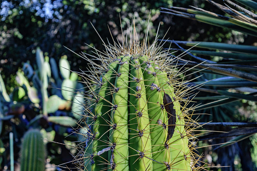 Arizona Cactus Garden Photograph By Cityscape Photography