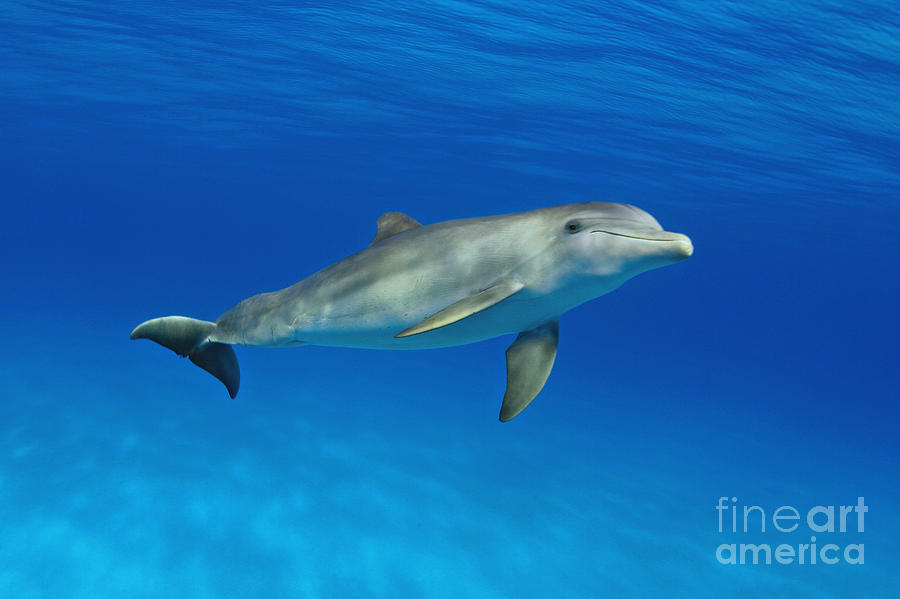 Adult Photograph - Atlantic Bottlenose Dolphins #5 by Dave Fleetham - Printscapes