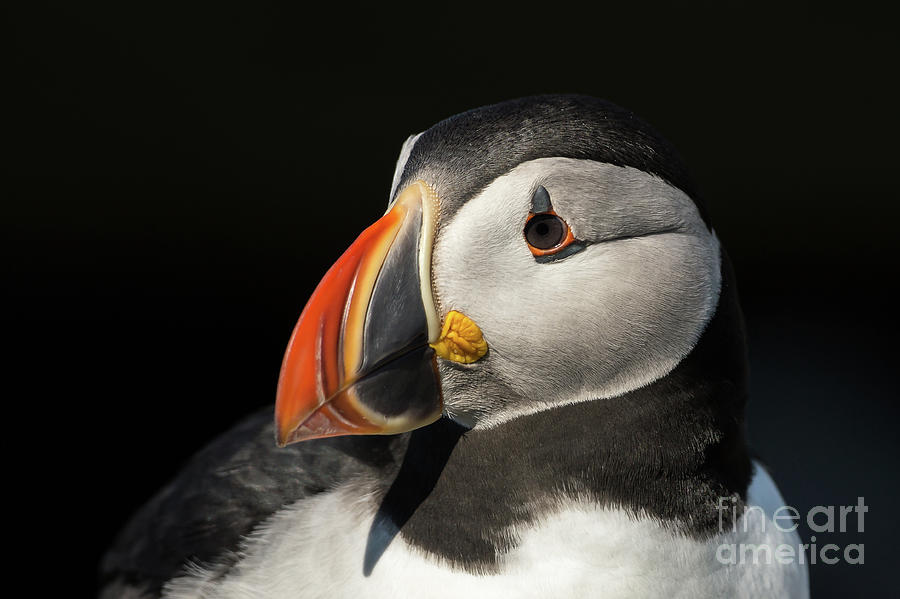 Atlantic Puffin #1 Photograph by Craig Shaknis