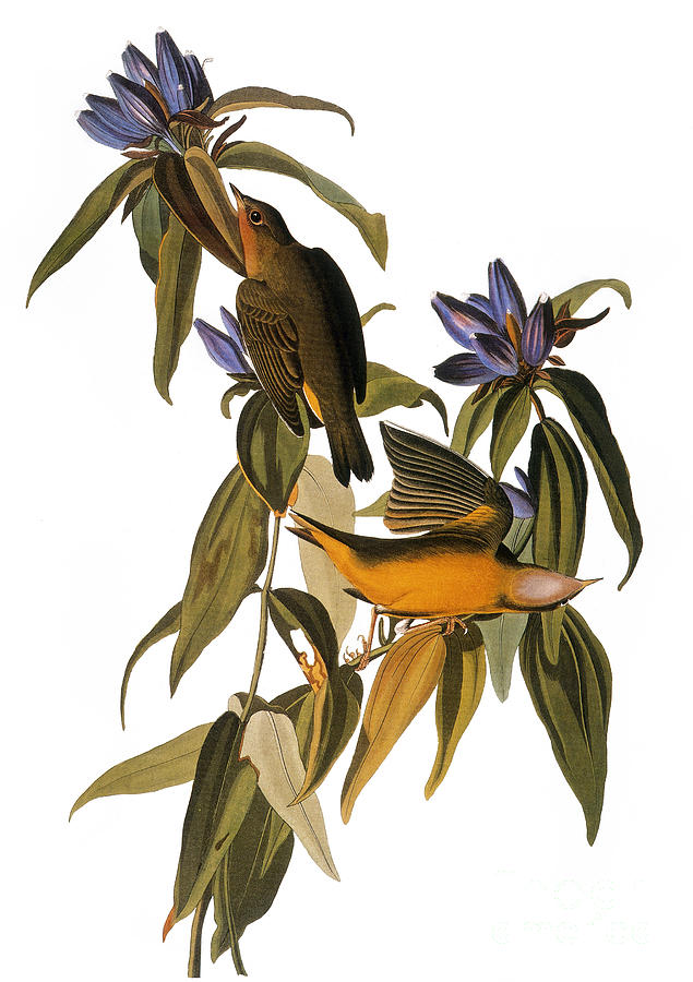 Warbler Photograph - Audubon: Warbler, (1827-38) #5 by Granger