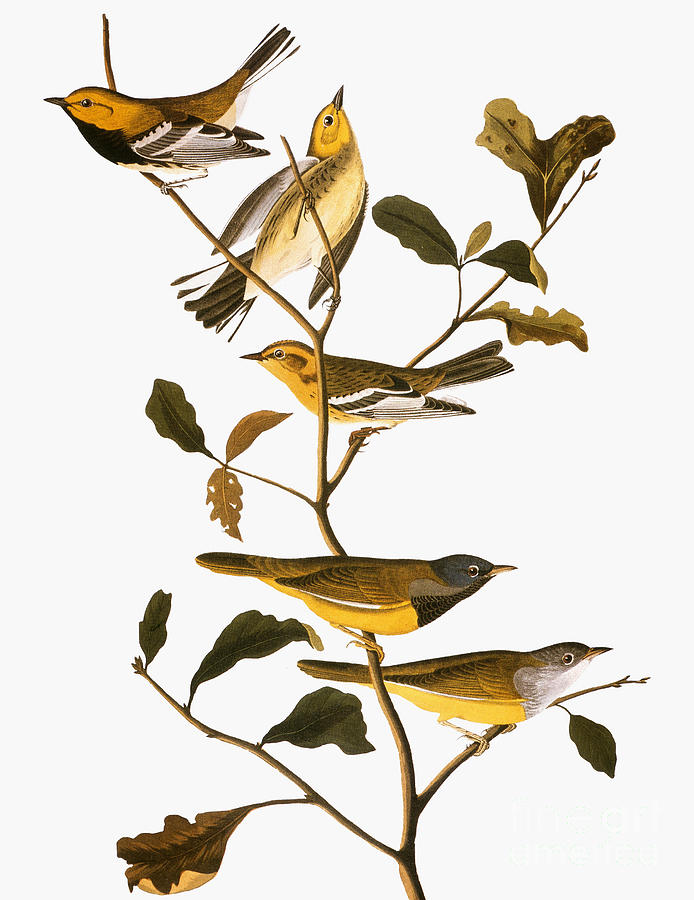 Black-throated Green Warbler #1 Drawing by John James Audubon