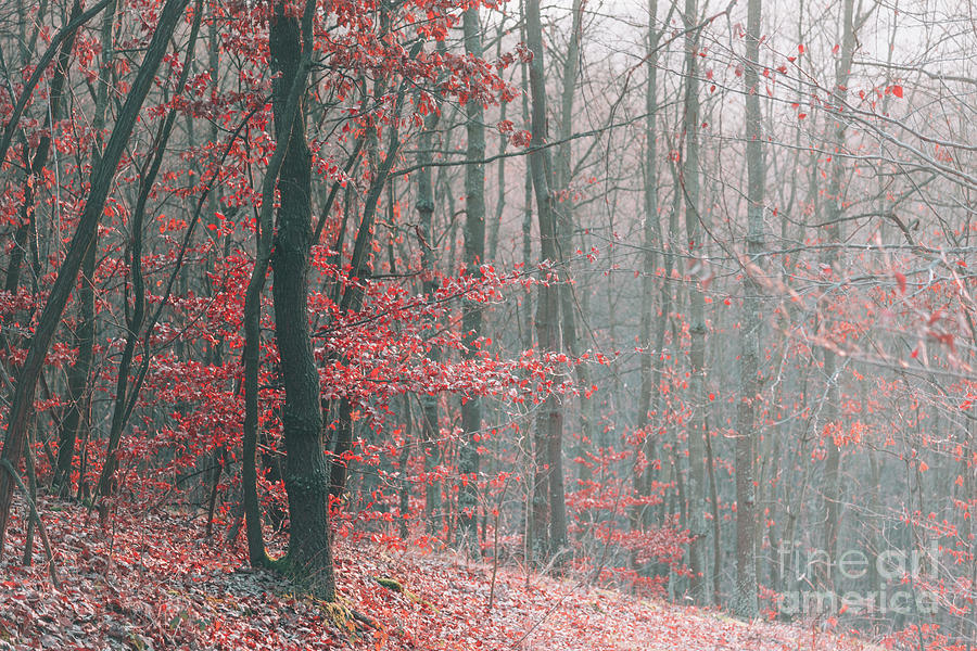 Autumn forest #5 Photograph by Jelena Jovanovic