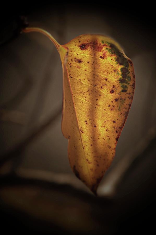 Autumn Leaf..... #5 Photograph by Phyllis Meinke