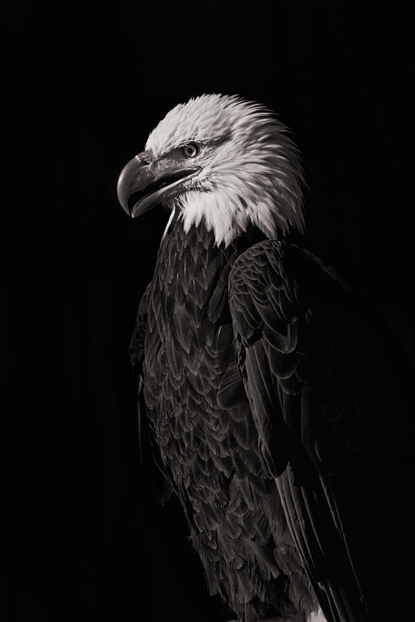 Bald Eagle  #5 Photograph by Brian Cross