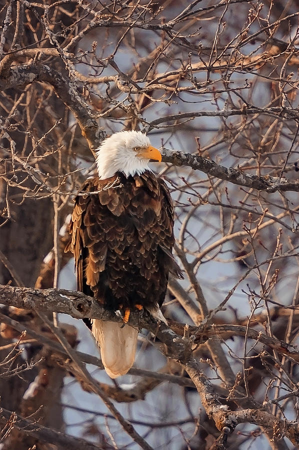 Bald Eagle #5 Photograph by Peter Lakomy