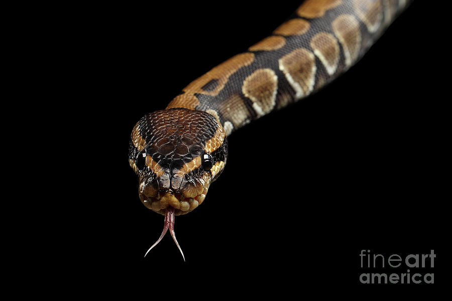 Snake Photograph - Ball or Royal python Snake on Isolated black background #5 by Sergey Taran
