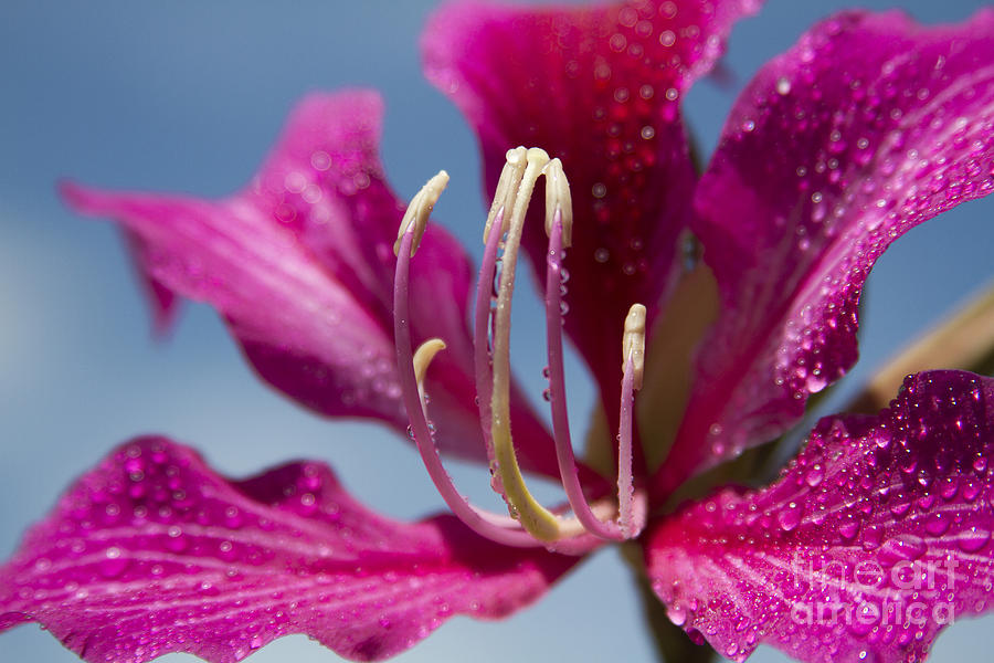 Bauhinia Purpurea - Hawaiian Orchid Tree Photograph by Sharon Mau