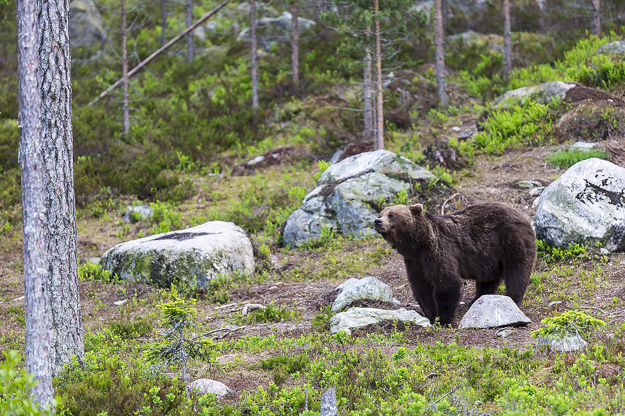 Nature Photograph - Bear #5 by Borje Olsson