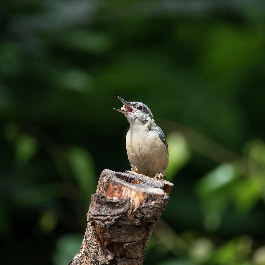 Beautiful Nuthatch bird Sitta Sittidae on tree stump in forest l ...