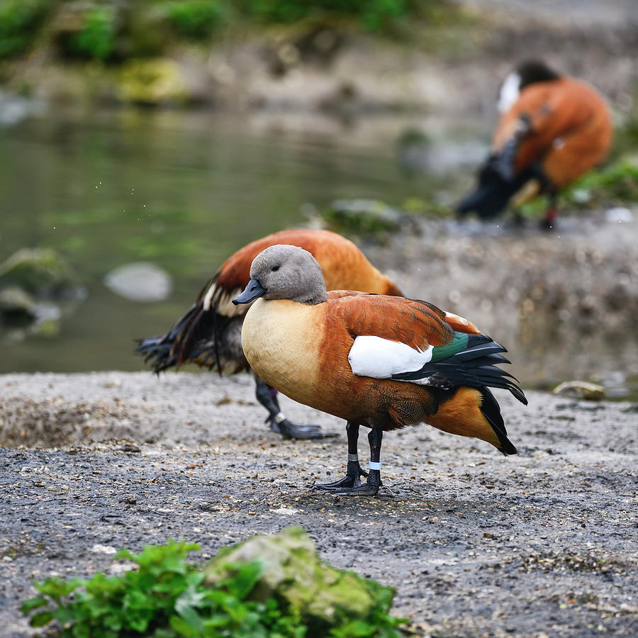 Beautiful portrait of South African Shelduck bird Tadorna Cana o ...