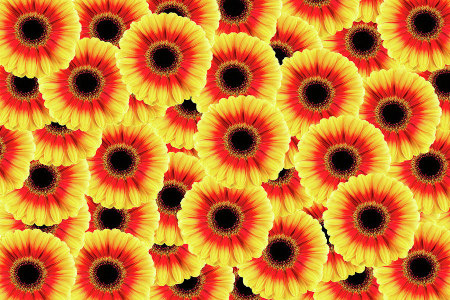 Beautiful Yellow And Red Gerbera Flower Photograph by