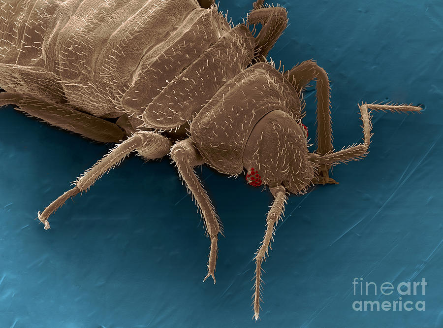 Bedbug, Cimex Lectularius, Sem #5 Photograph by Ted Kinsman