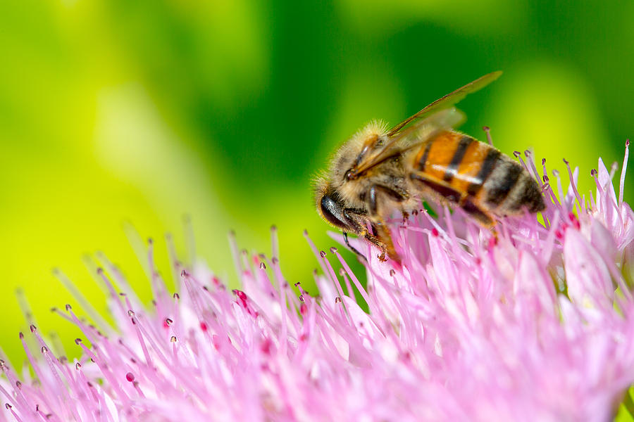 Bee and Sedum #5 Photograph by SR Green