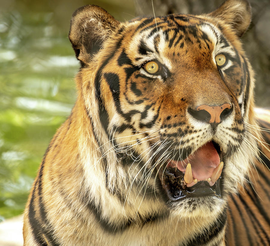 Tiger Photograph - Bengal Tiger #5 by David Pine