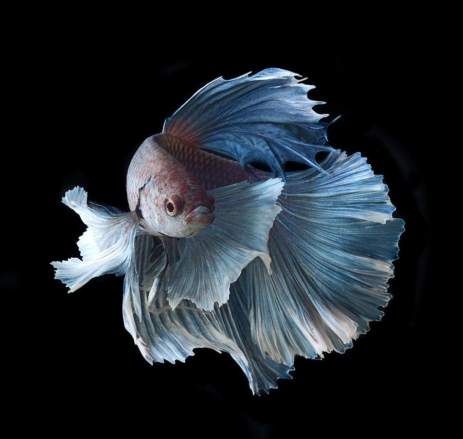 Flowers Still Life Photograph - Betta #5 by Jackie Russo