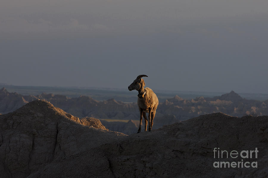 Badlands National Park Photograph - Big Horned Sheep - Badlands National Park - Interior by Jason O Watson