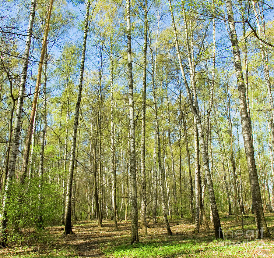 Birch forest in spring #5 Photograph by Irina Afonskaya