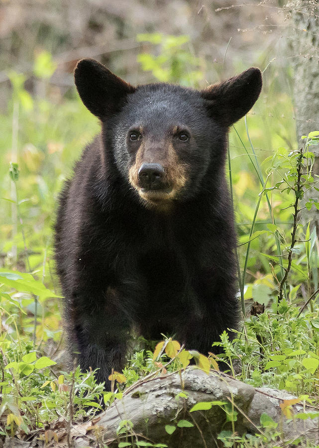 Black Bear Cub Photograph by Mary Jo Cox - Fine Art America