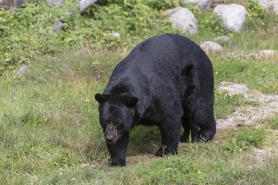 Black Bear #5 Photograph by Josef Pittner