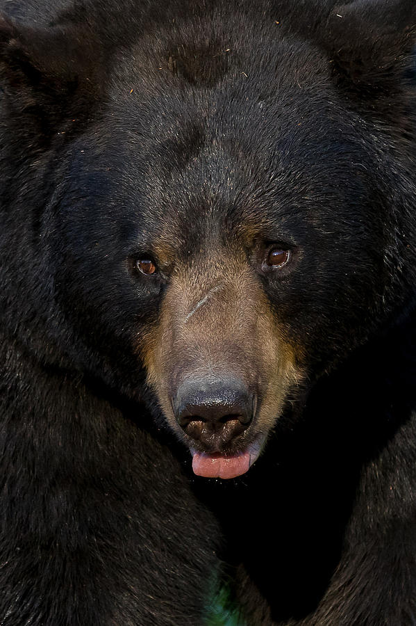 Black Bear    #5 Photograph by Mary Jo Cox