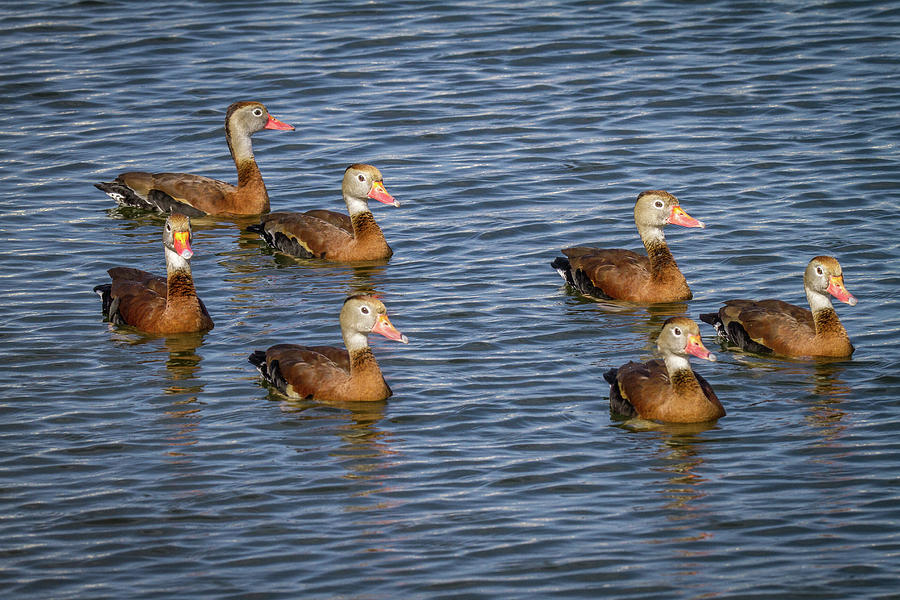 Black-bellied whistling duck #5 Photograph by Ronald Lutz
