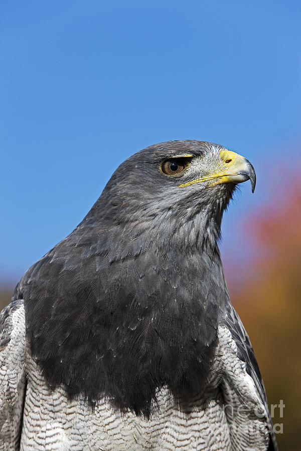 Black-chested Buzzard-eagle #5 Photograph by Gerard Lacz