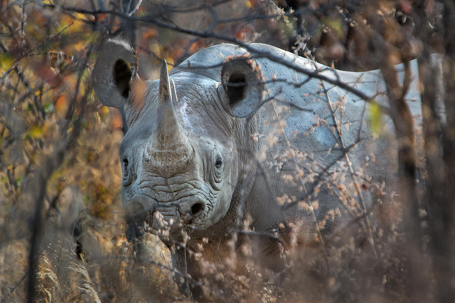 Black Rhinoceros Diceros Bicornis Photograph By Panoramic Images - Fine ...