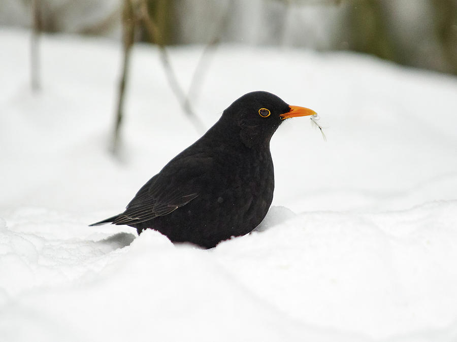 Blackbird #5 Photograph by Jouko Lehto