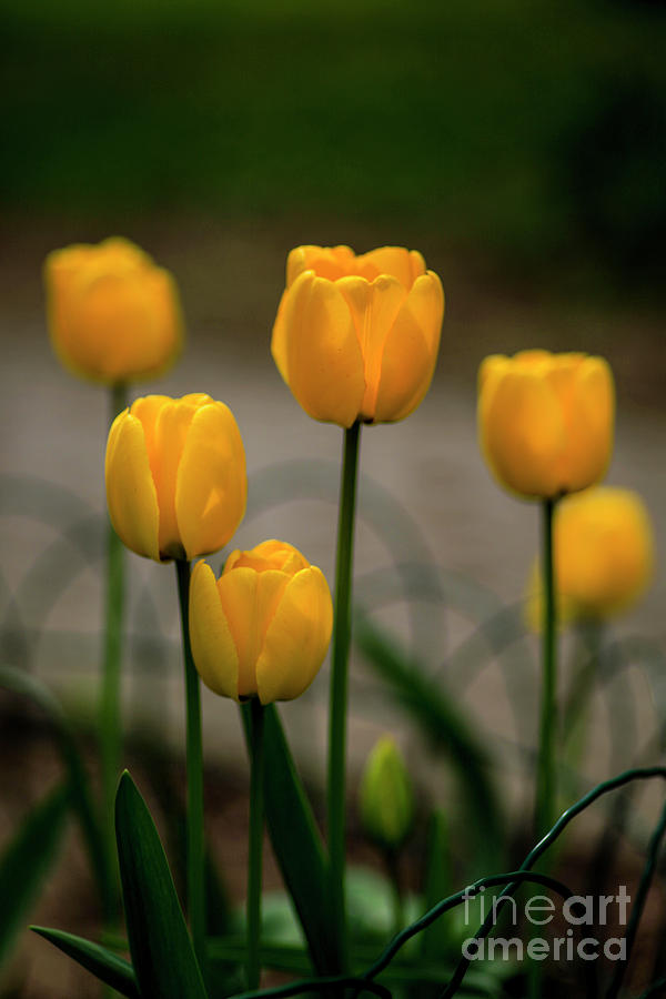 Blooming tulip flowers close up #5 Photograph by Vladi Alon