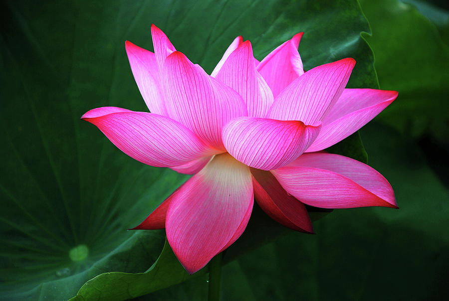 Blossoming lotus flower closeup #5 Photograph by Carl Ning