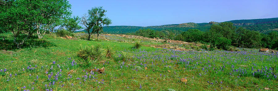 Flower Photograph - Blue Bonnets In Hill Country, Willow #5 by Panoramic Images