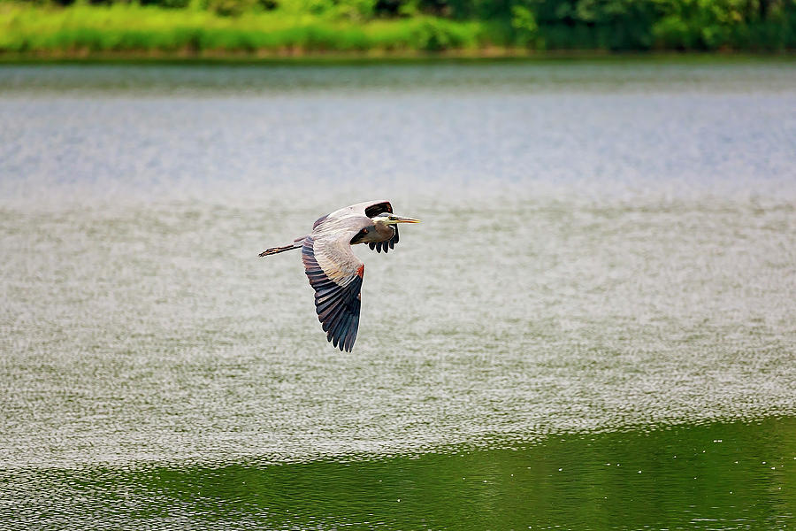 Blue Heron in flight #5 Photograph by Peter Lakomy