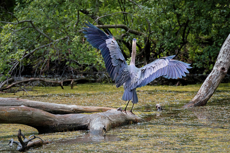 Blue Heron #5 Photograph by Peter Lakomy