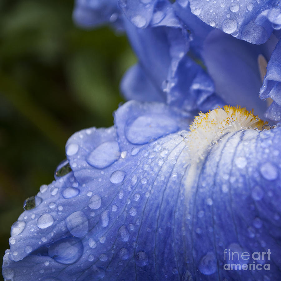 Nature Photograph - Blue Iris with Water Drops - SQ #5 by M J