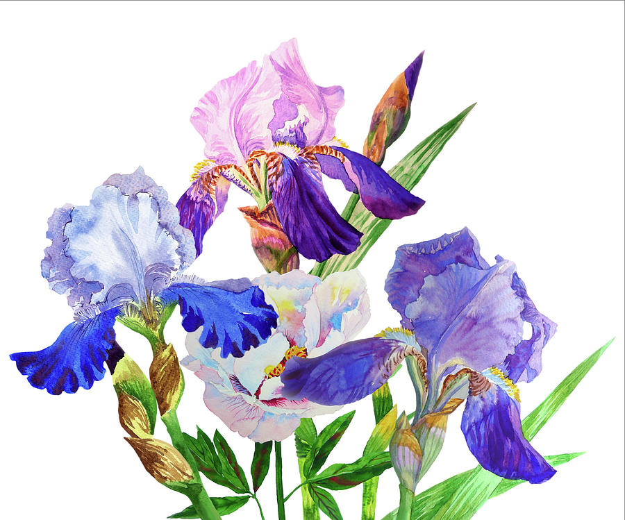 Spring Digital Art - Blue irises. Watercolor flowers #5 by Natalia Piacheva