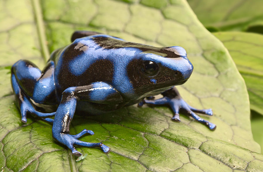 Jungle Photograph - Blue Poison Dart Frog #5 by Dirk Ercken