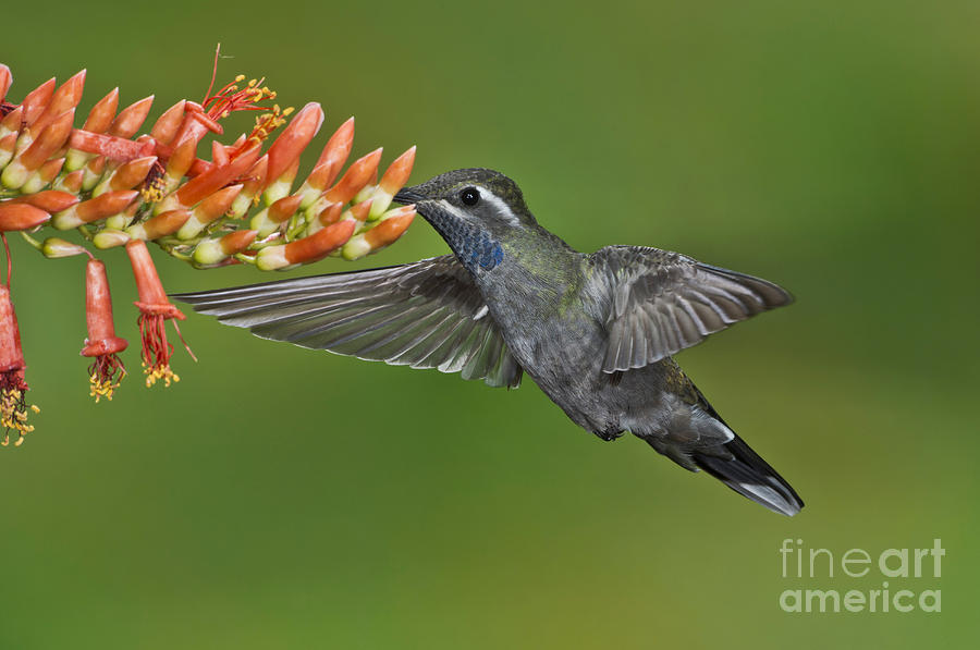 Blue-throated Hummingbird #5 Photograph by Anthony Mercieca