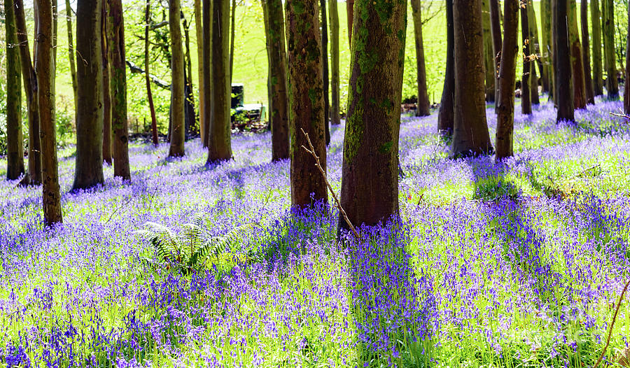 Bluebell Woods #5 Photograph by Colin Rayner