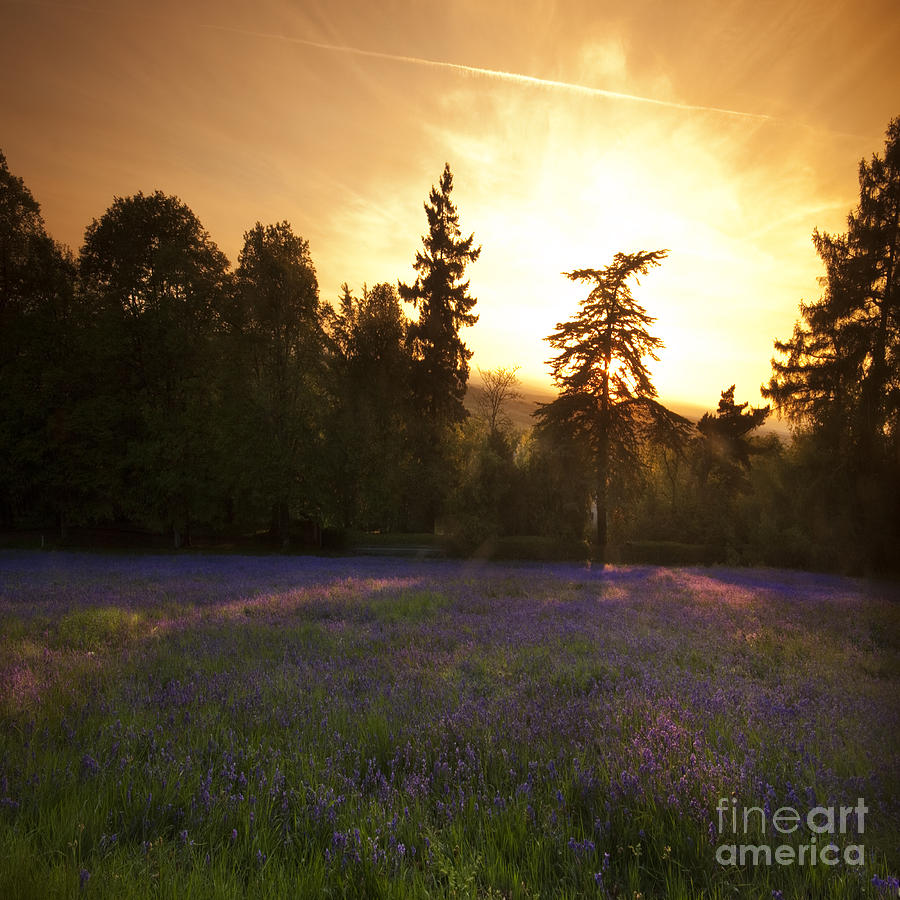 Spring Photograph - Bluebells #5 by Ang El