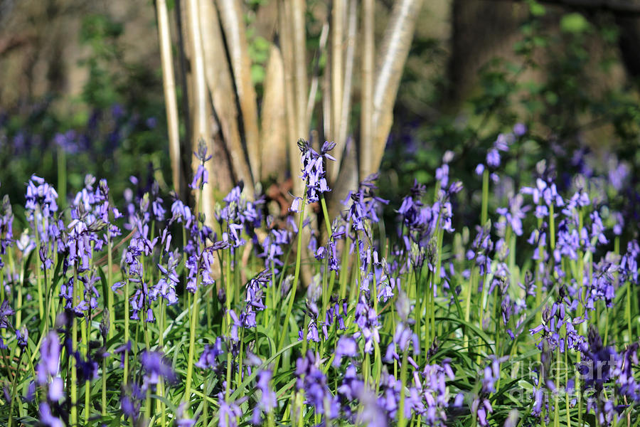 Bluebells at Banstead Wood Surrey UK #5 Photograph by Julia Gavin