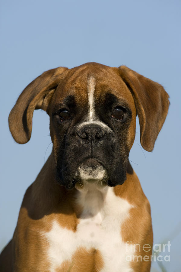 Boxer Puppy #5 Photograph by Jean-Louis Klein & Marie-Luce Hubert